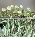 lichen-reproductive-structures1.jpg