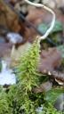 moss-climbs-stalk1.jpg